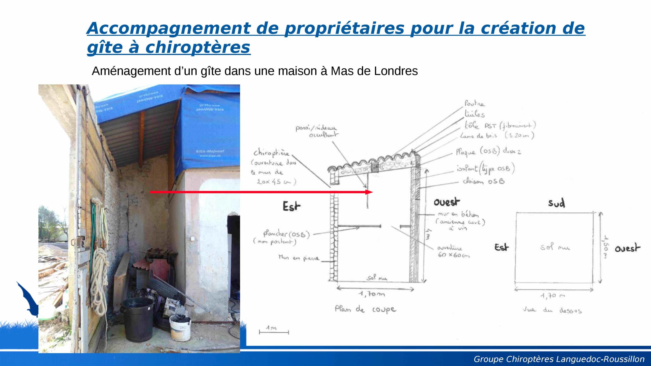 Chauves-souris : préservons leurs cadres de vie ! – Le Blog du CAUE 34